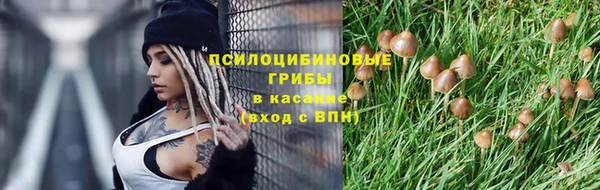 сатива Новозыбков